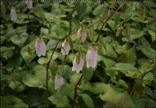 섬초롱꽃(초롱꽃과)