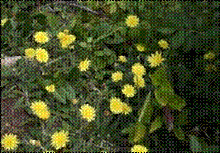 알프스민들레(국화과)