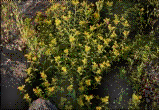 애기기린초(꿩의비름과)