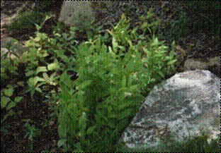 애기나리(백합과)