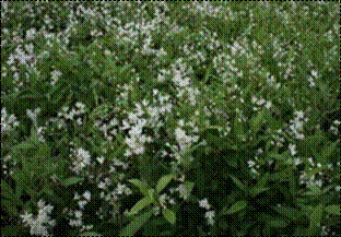 애기말발도리(범의귀과)