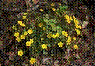 양지꽃(장미과)