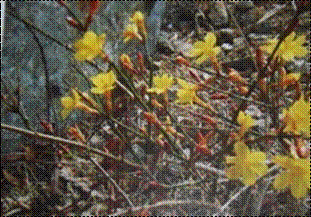 영춘화(물푸레나무과)