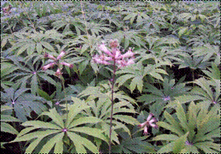 우산나물(국화과)