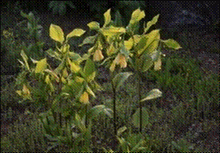 윤판나물(백홥과)