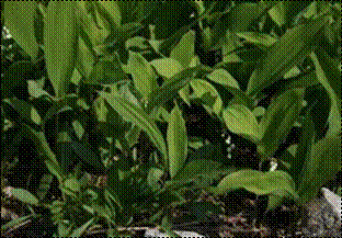 은방울(백합과)