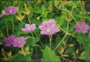 이질풀(쥐손이풀과)