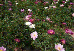 작  약(미나리아재비과)