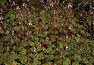 적바위취(범의귀과)