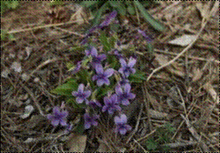 제비꽃(제비꽃과)