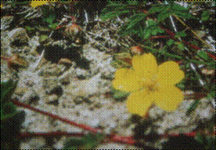 제주양지꽃 (장미과)