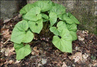 족두리풀(쥐방울덩굴과)