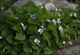 종지나물(제비꽃과)