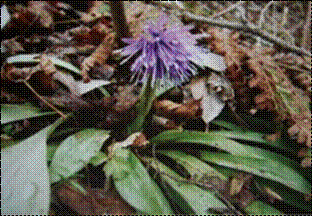 처녀치마(백합과)