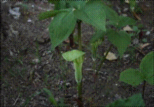 천남성(천남성과)