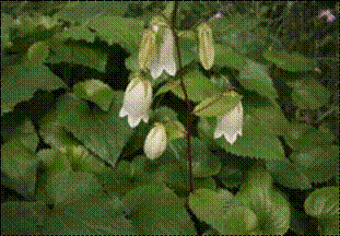 초롱꽃(초롱꽃과)