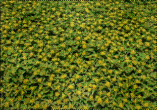 태백기린초(꿩의비름과)