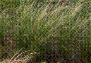 털수염풀(사초과)