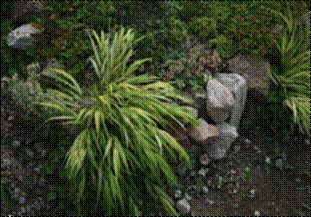 풍지초(사초과)