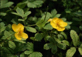 피나물(양귀비과)