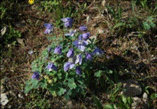 하늘매발톱(미나리아재비과)