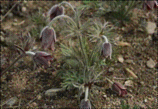 할미꽃(미나리아재비과)