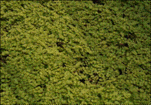 황금리시마키아(앵초과)