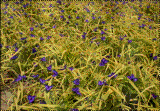 황금자주달개비(닭의장풀과)