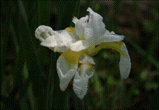 흰꽃창포(붓꽃과)