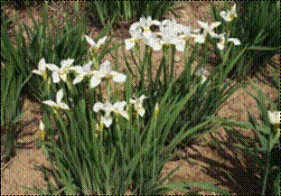 흰붓꽃(붓꽃과)