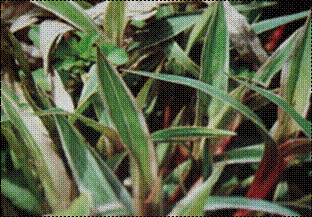 흰줄무늬지리대사초(사초과)