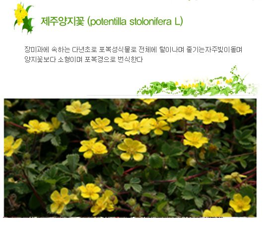 3월 - 제주양지꽃