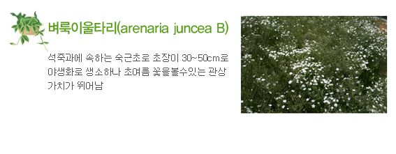 6월 - 벼룩이울타리