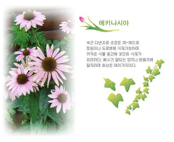 8월 - 에키나시아