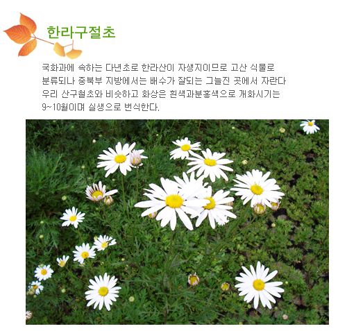9월 - 한라구절초
