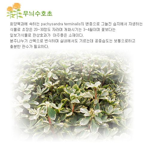 12월 - 무늬수호초