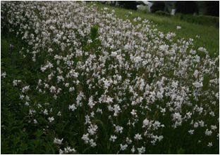 가우라(바늘꽃과)