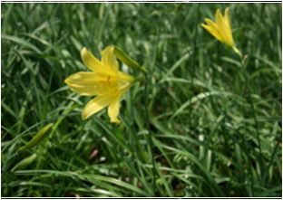 각시원추리(백합과)