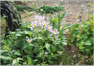 개미취(국화과)