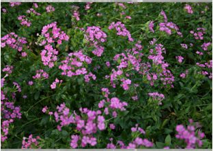 갯패랭이(석죽과)