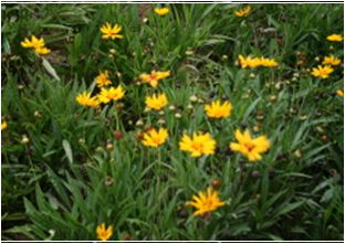 겹금계국(국화과)