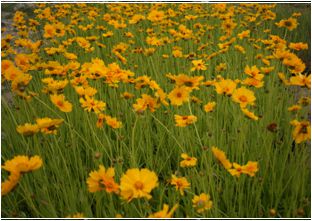 금계국(국화과)