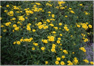 금불초(국화과)