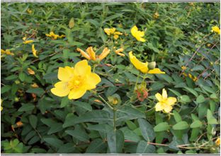 금사매(물레나물과)