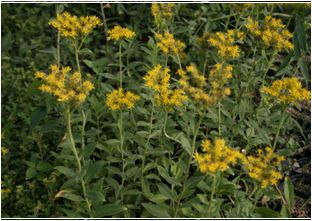 기린초(돌나물과)