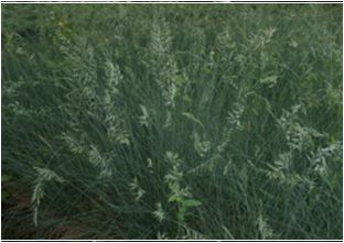 김의털(화본과)