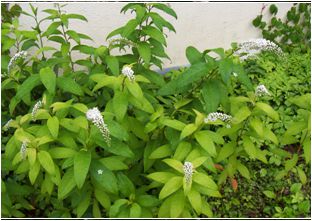 까치수염(앵초과)