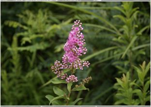 꼬리조팦(장미과)