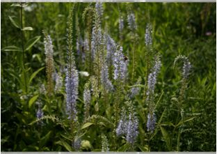 꼬리풀(현삼과)