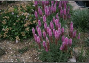 꼬리풀(분홍)(현삼과)